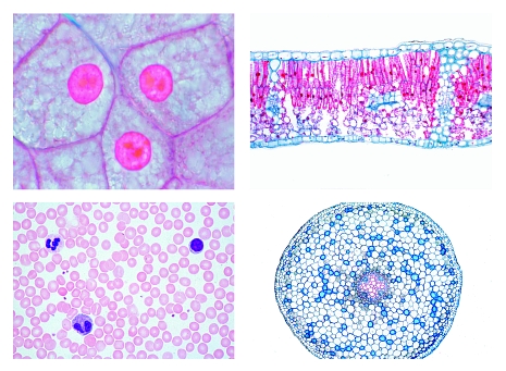 Series for Secondary Schools, Set No. I. Cells, Tissues and Organs, 13 microscope slides