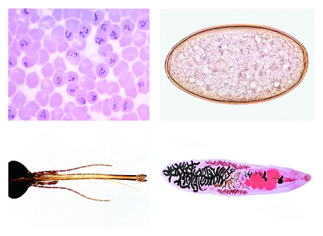Parasites, pathogenic bacteria and insect pests for veterinary medicine, part IV, 31 prepared micros