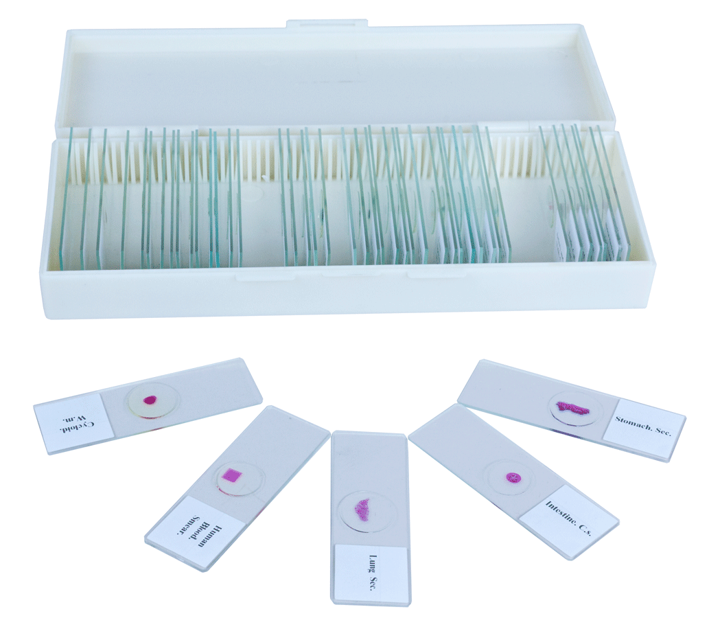 PHYWE Prepared microscopic slides in storage box, 50 slides
