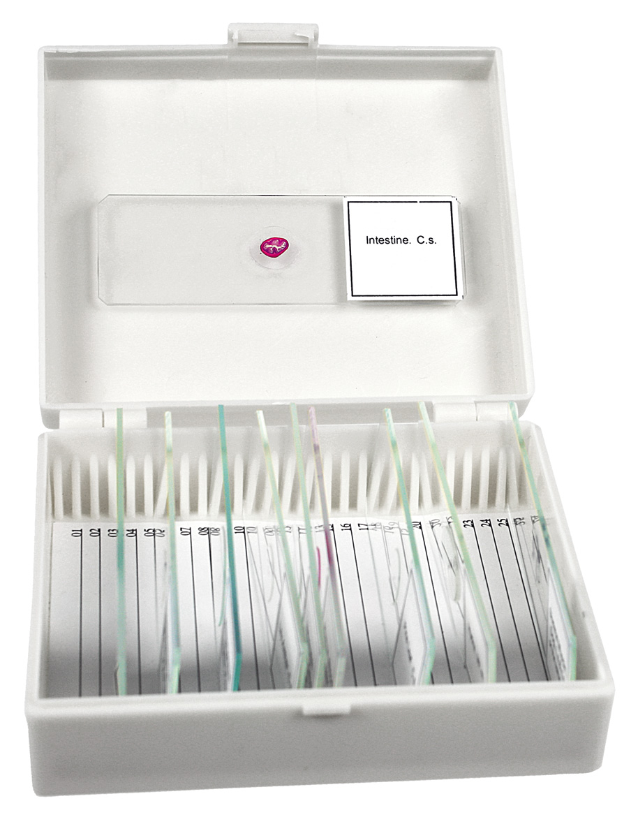 PHYWE Prepared microslides in storage box, 10 slides