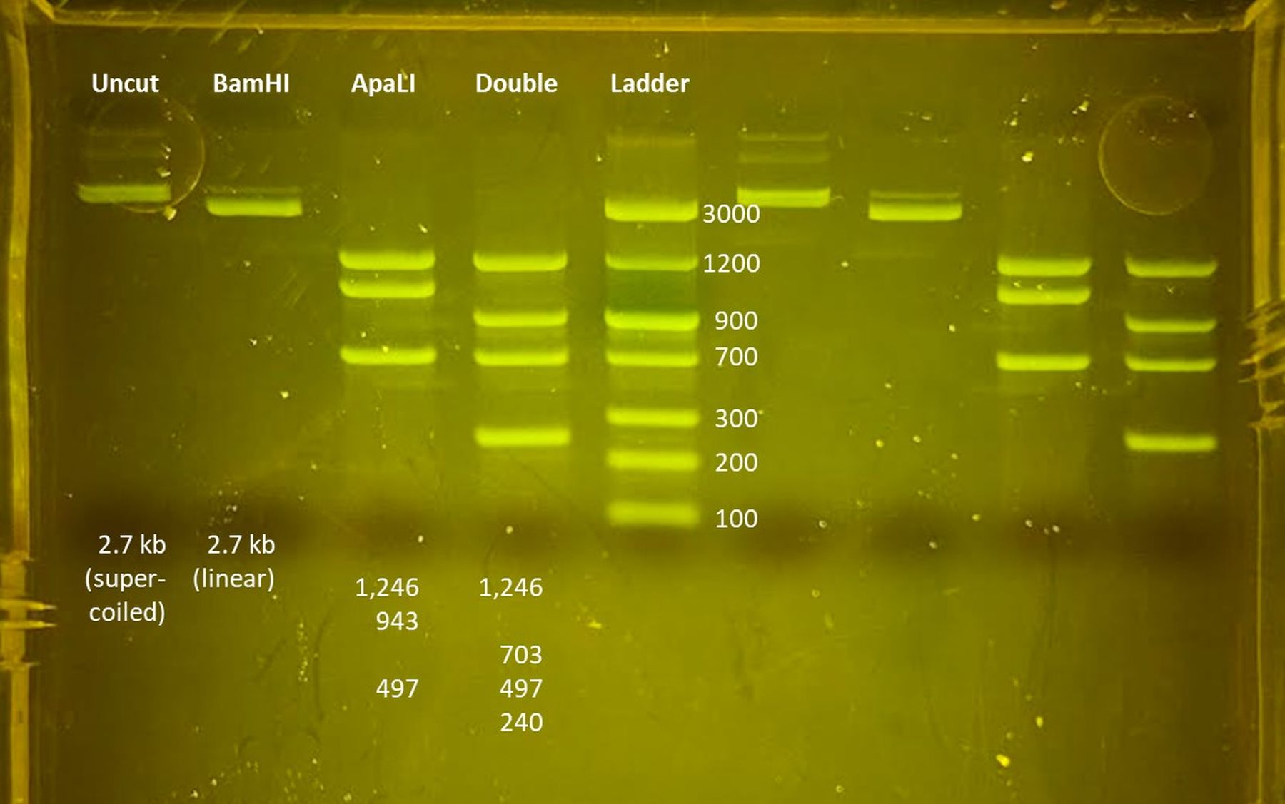 Electrophoresis of Plasmid DNA with the blueGel™ electrophoresis chamber