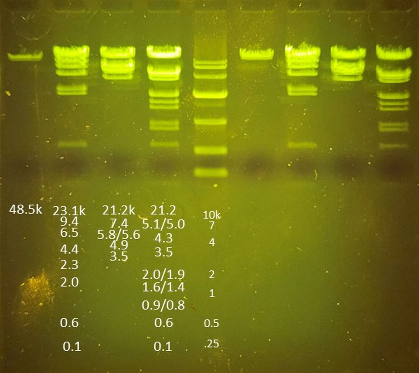Electrophoresis of Lambda DNA with the blueGel™ electrophoresis chamber