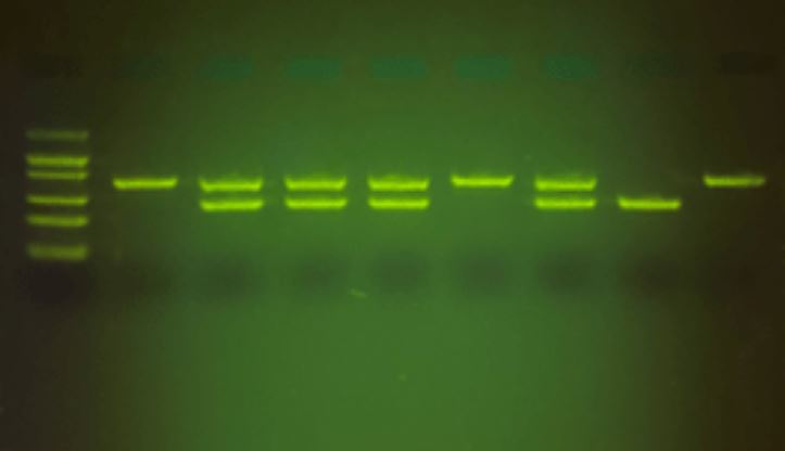 Paternity test with the blueGel™ electrophoresis chamber
