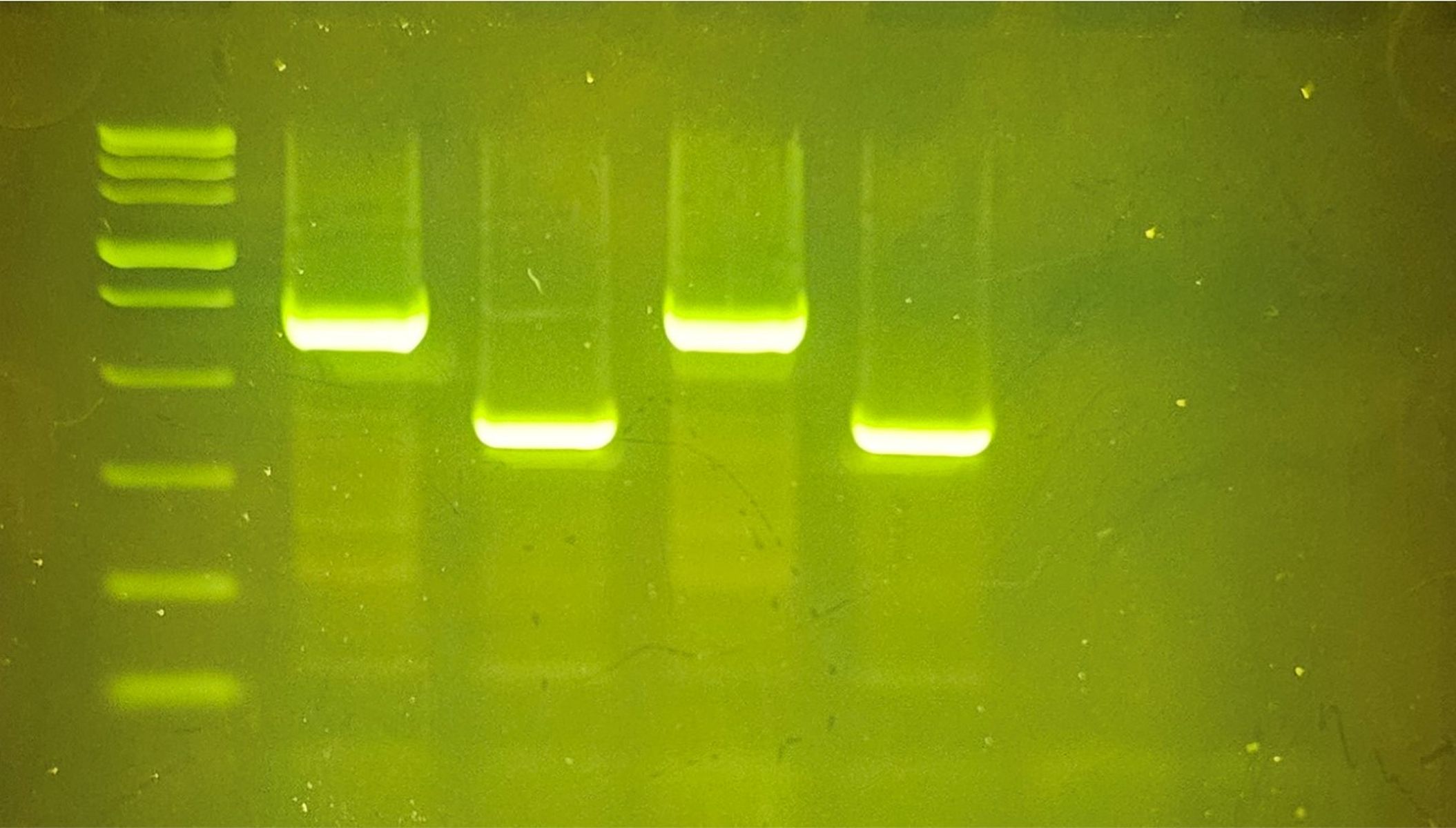 Polymerase chain reaction (PCR)