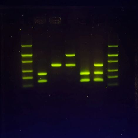 SeeGreen™ Agarose Tabs™, 3-in-1 agarose tablets, for 16 gels