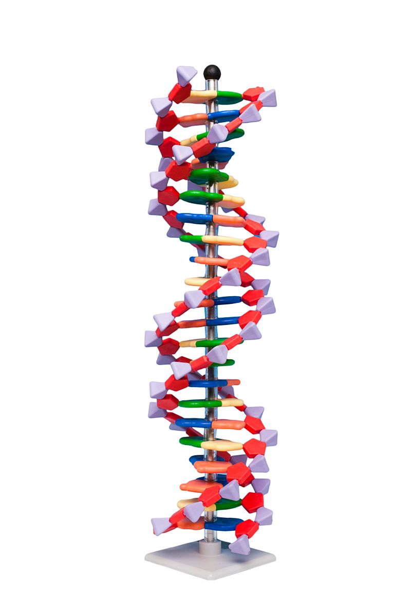 DNA model with 22 base pairs
