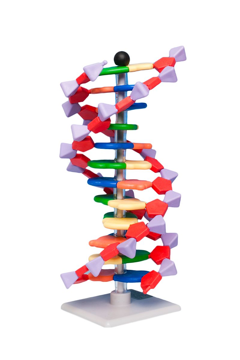 DNA-Model with 12 base pairs
