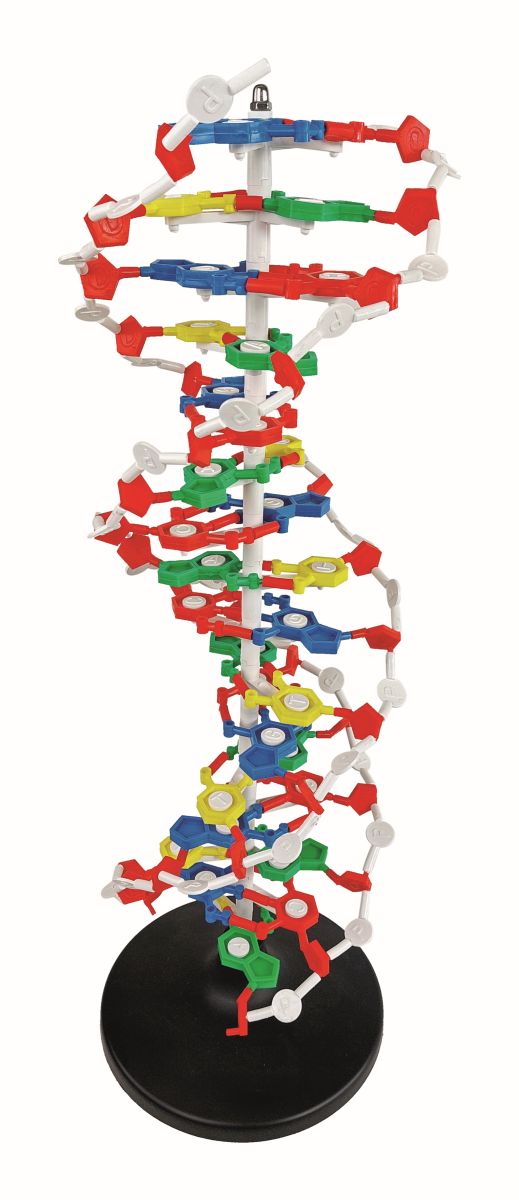PHYWE DNA model, 65 cm, for demonstration