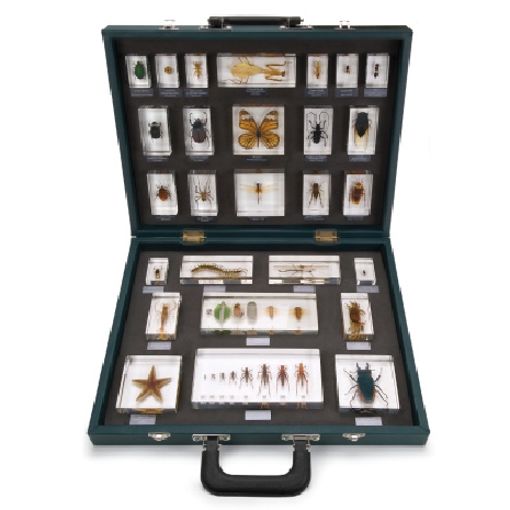 Teaching Case “27 Invertebrates (Invertebrata)”