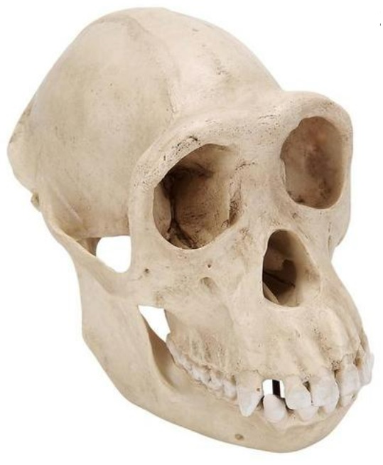 Chimpansee skull, model