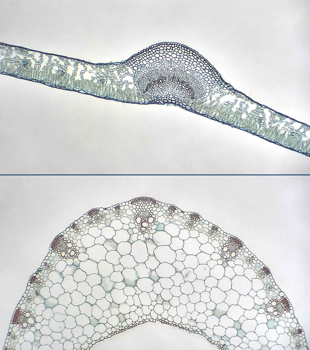 The dicotyledonous and monocotyledonous leaf under the microscope