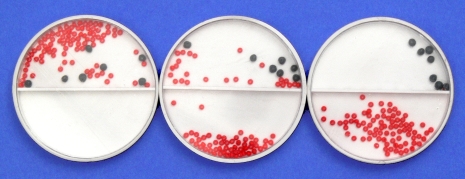 Osmosis, functional model