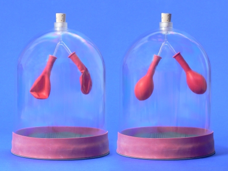 Human lungs, working model