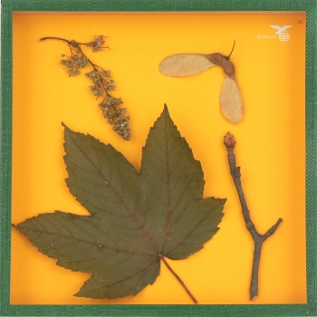 Sycamore