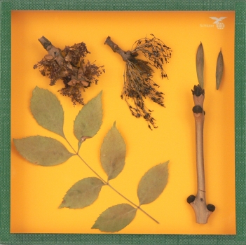 Ash Tree