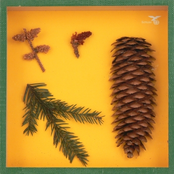 Spruce