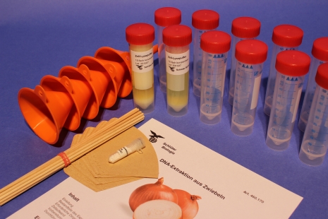 DNA Extraction from onions