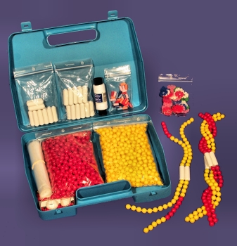 Chromosome simulation, large kit in carrying case