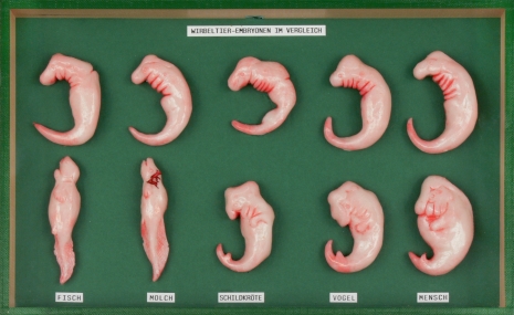Vertebrate embryos, a comparison