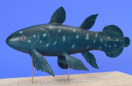 Coelacanth, Latimeria
