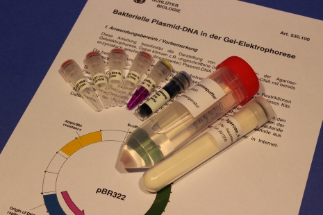 Kit: Bacterial plasmid DNA in gel electrophoresis