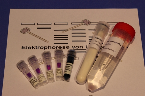 Kit: Agarose gel electrophoresis of Lambda DNA