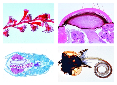 Invertebrata, supplementary set, 50 microscope slides