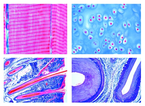 Histology of Mammalia, elementary set, 25 microscope slides