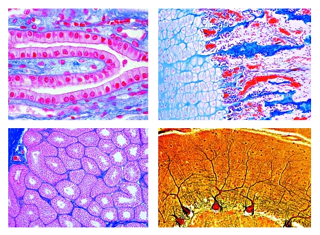 Histology of Mammalia, supplementary set, 50 microscope slides
