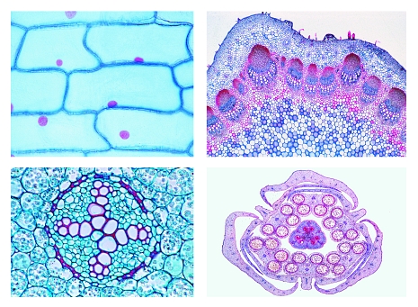 Phanerogamae, elementary set, 25 microscope slides