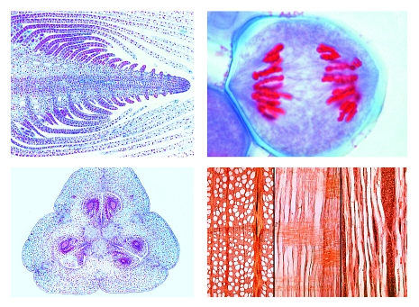 Phanerogamae, supplementary set, 50 microscope slides
