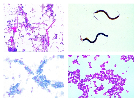 Bacteria, 25 microscope slides