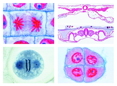 Series for Secondary Schools, Set No. V. Genetics, Reproduction and Embryology, 19 microscope slides