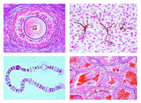 The Animal Cell, 12 microscope slides
