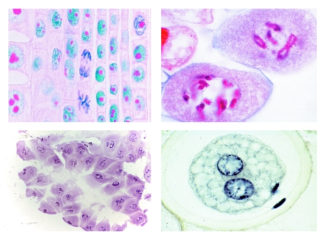 Mitosis and Meiosis Set I, 6 selected microscope slides