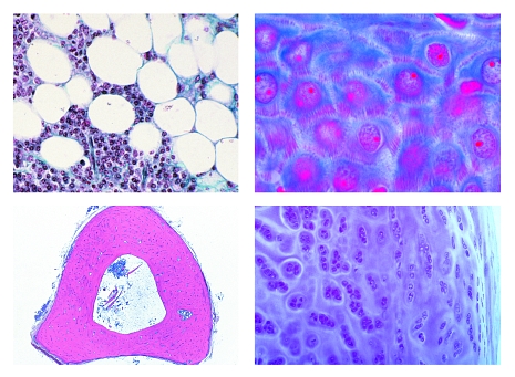 Histology of domestic animals for veterinary medicine part I, 24 prepared microscope slides