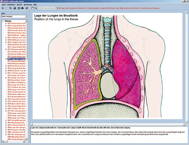The Human respiratory and circulatory systems and the heart, CD-ROM