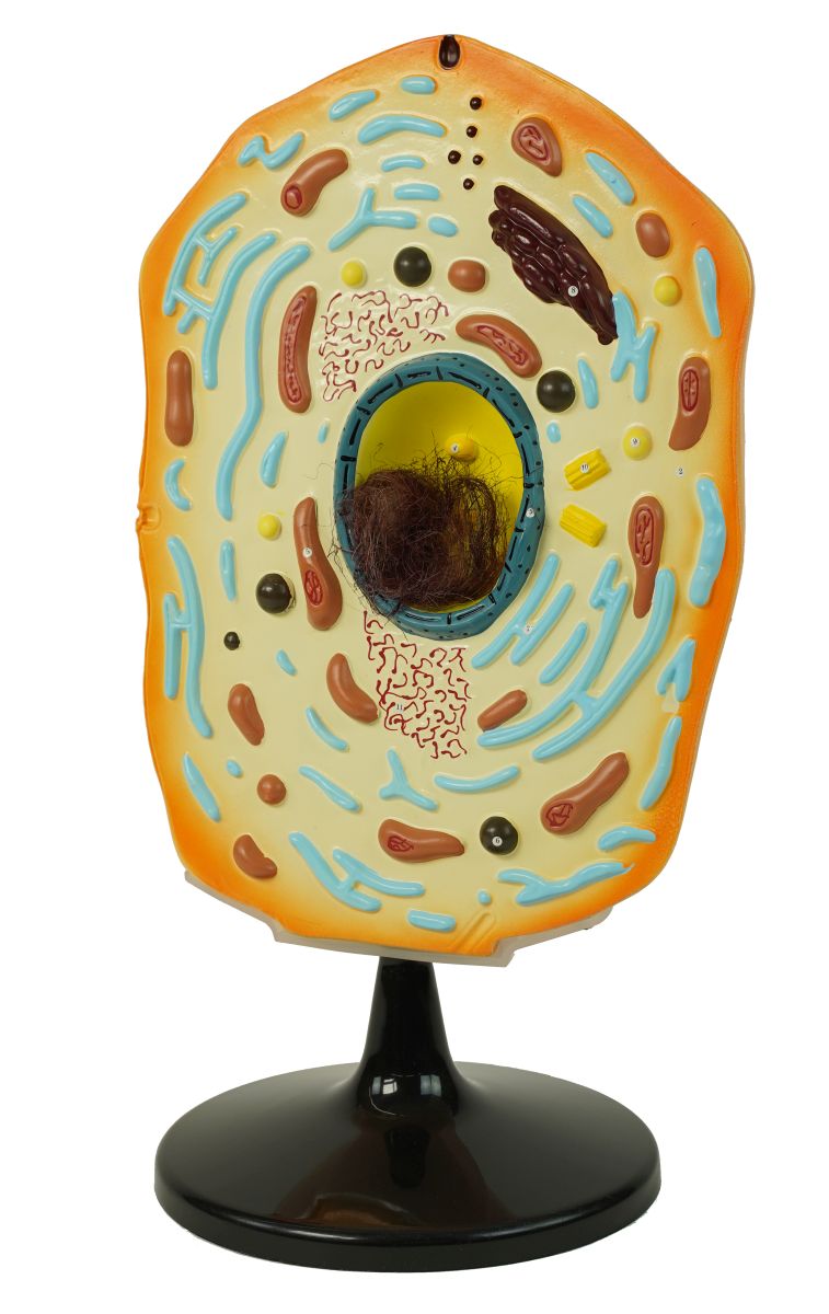 PHYWE Animal cell model