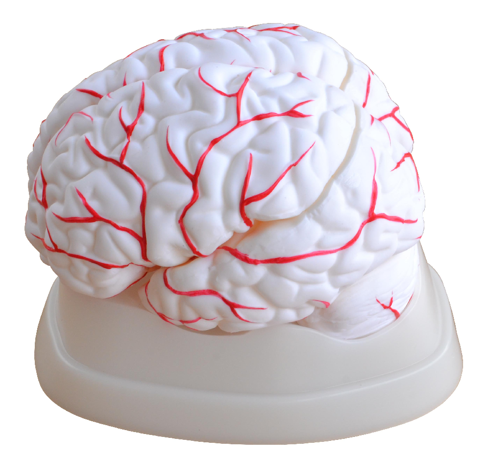 PHYWE Brain model, 8 parts