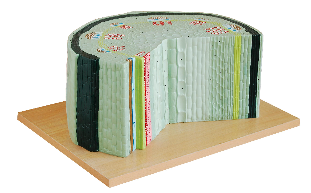 PHYWE Dicot stem structure, model
