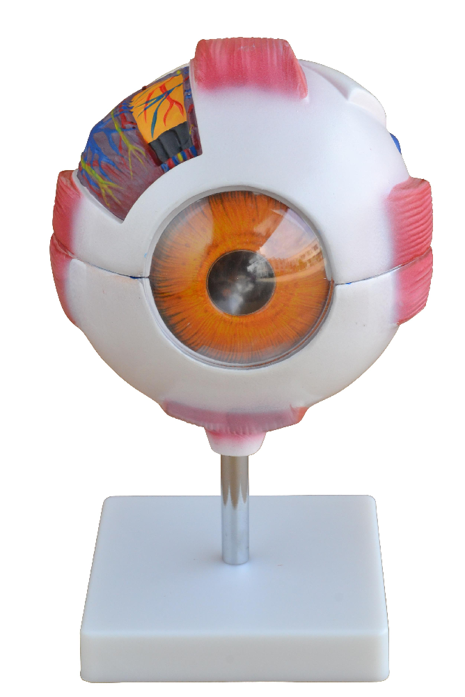 PHYWE Eye model, 6 times enlarged, 7 parts