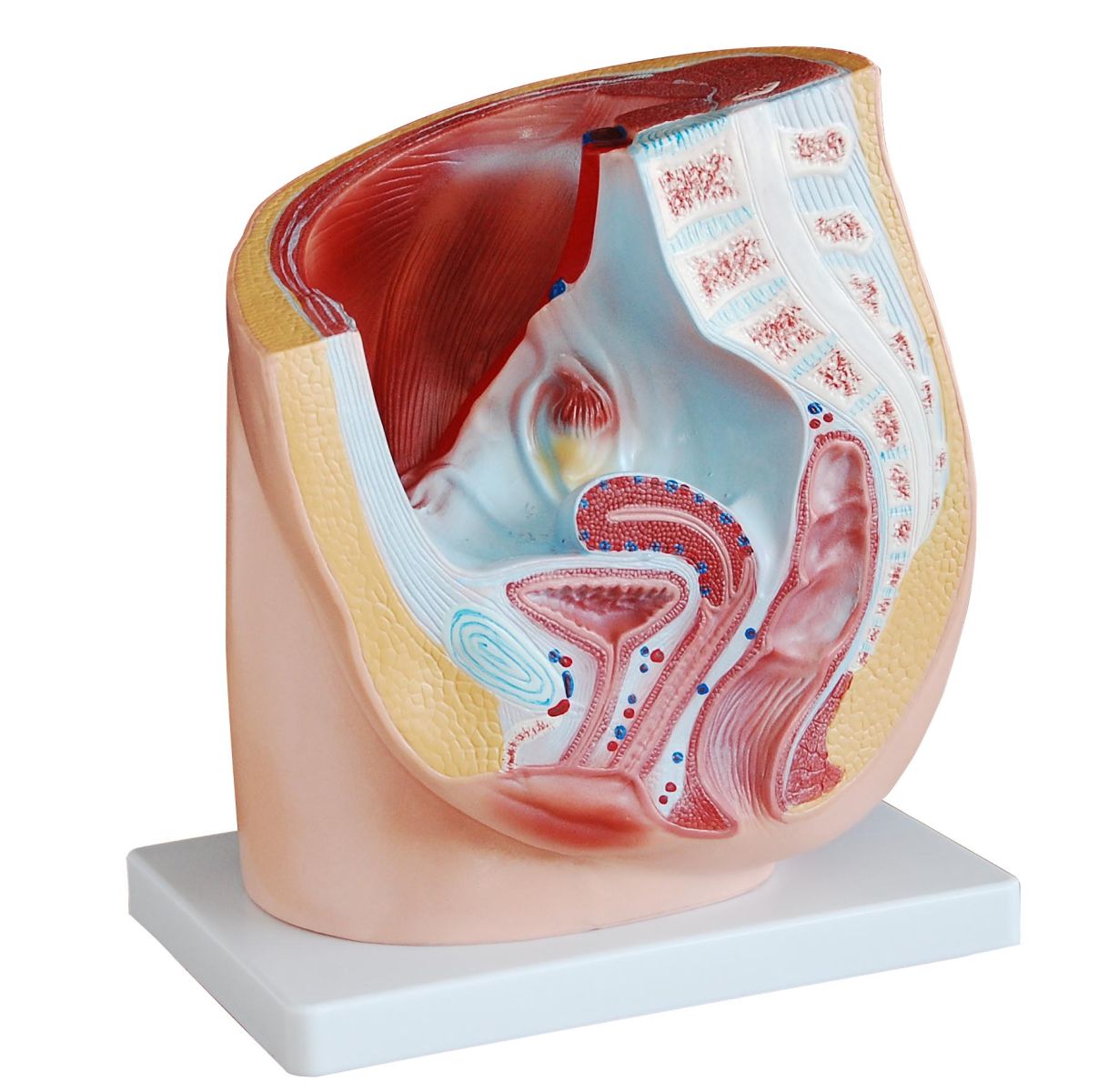 PHYWE Human female pelvis section, model