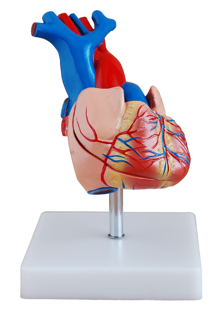 PHYWE Human heart model, 2 parts