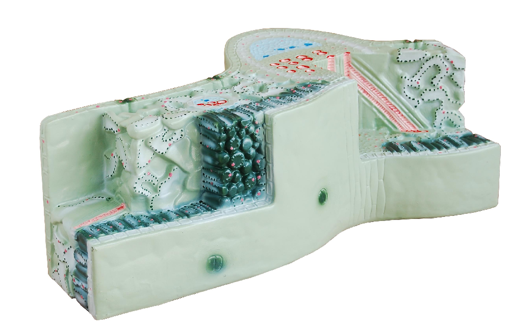 PHYWE Leaf structure, model