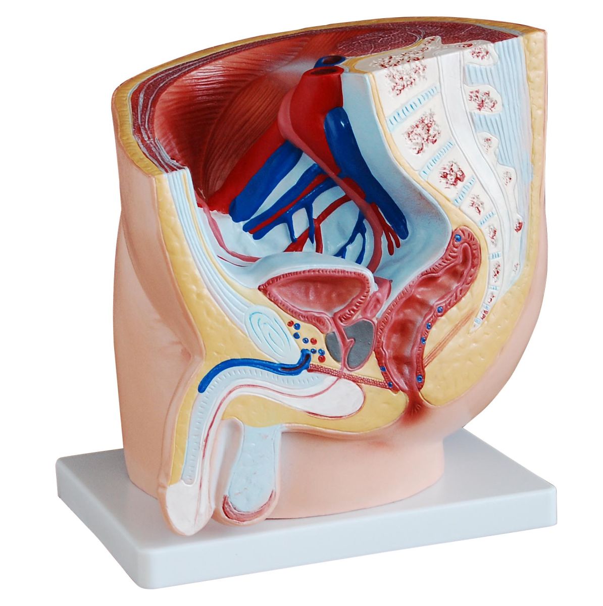 PHYWE Male pelvis, model