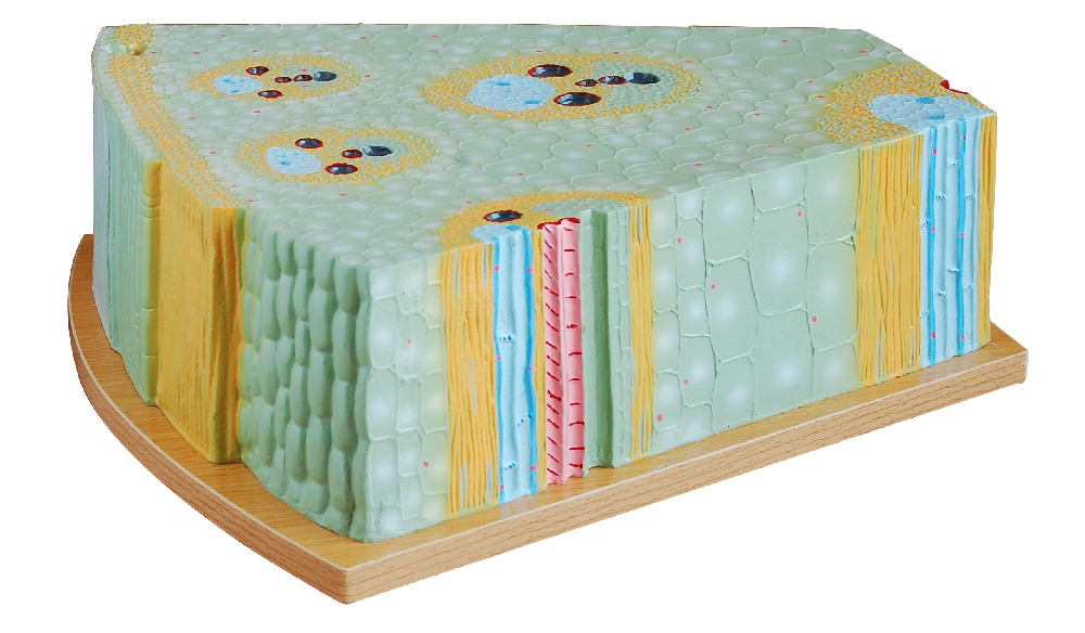 PHYWE Monocot stem structure, model