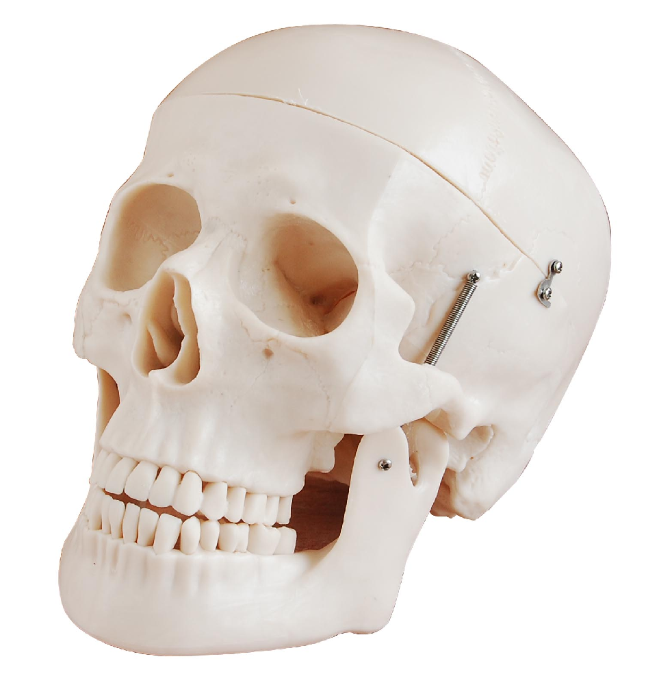 PHYWE Human skull, model