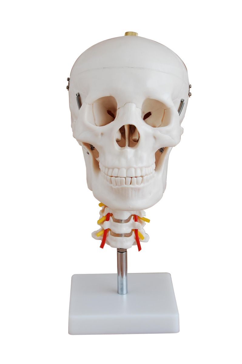 PHYWE Skull with cervical spine, model