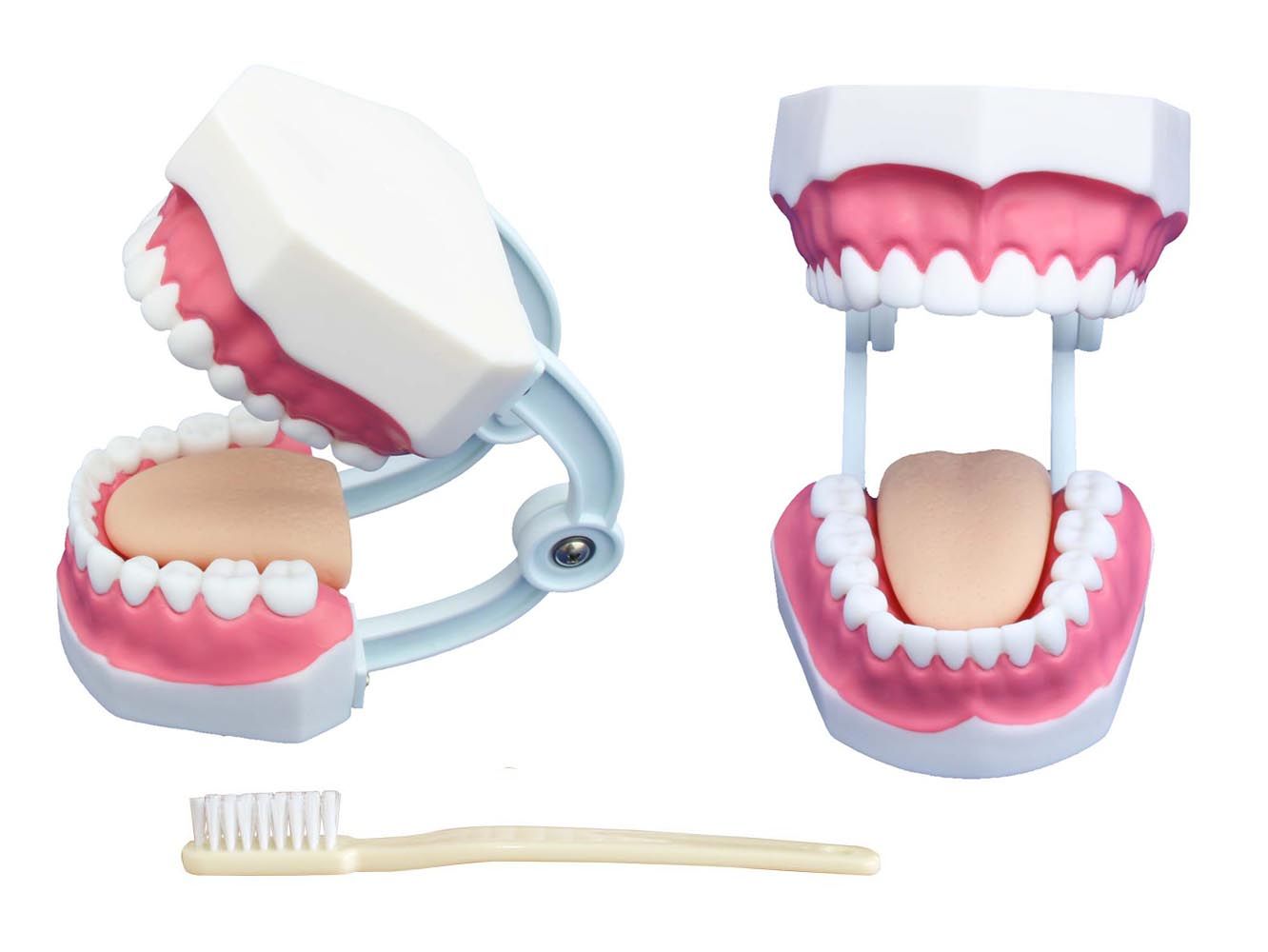 PHYWE Dental care model (28 teeth)