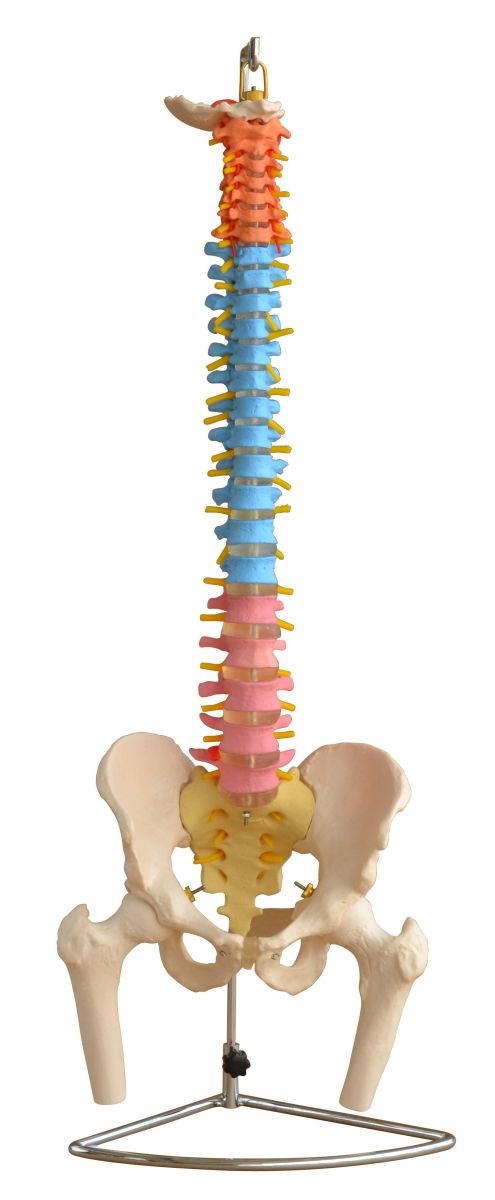 PHYWE Vertebral column with pelvis and femur heads, model